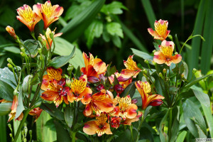 Alstromeria Indian summer       